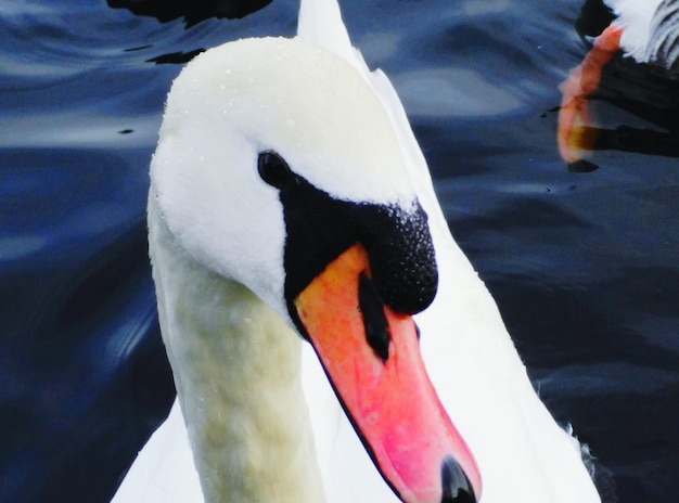 Foto close-up di un cigno che nuota nel lago