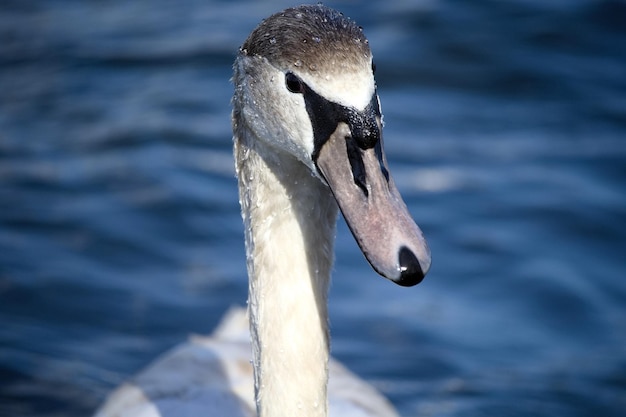 Close-up of swan swimming in lake