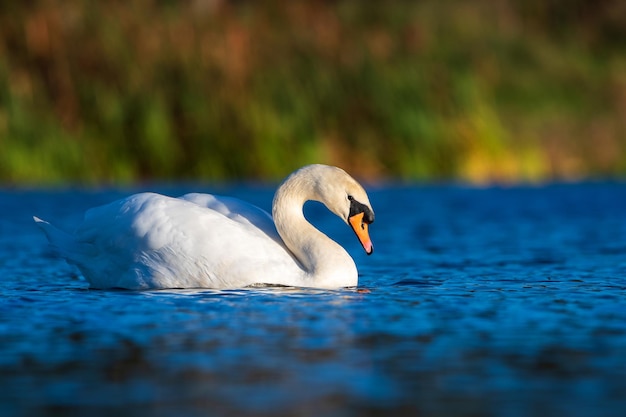 close-up of swan swimming in lake