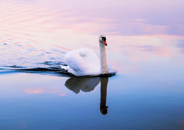 Photo close-up of swan swimming in lake