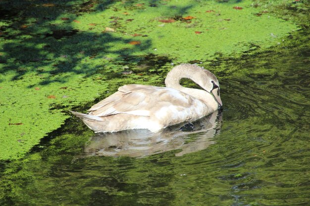 Foto close-up di un cigno che nuota nel lago