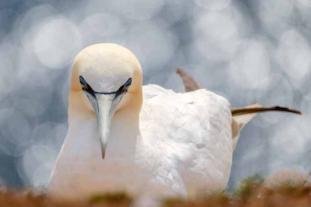 Photo close-up of swan in water