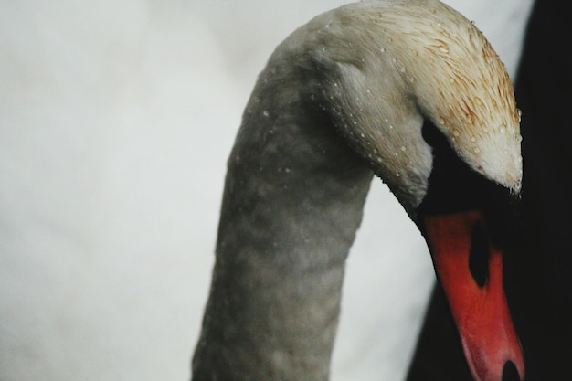 Photo close-up of swan on water