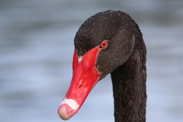 Foto prossimo piano del cigno