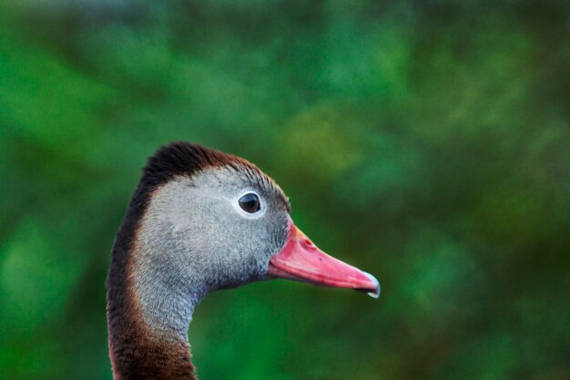 Foto prossimo piano del cigno