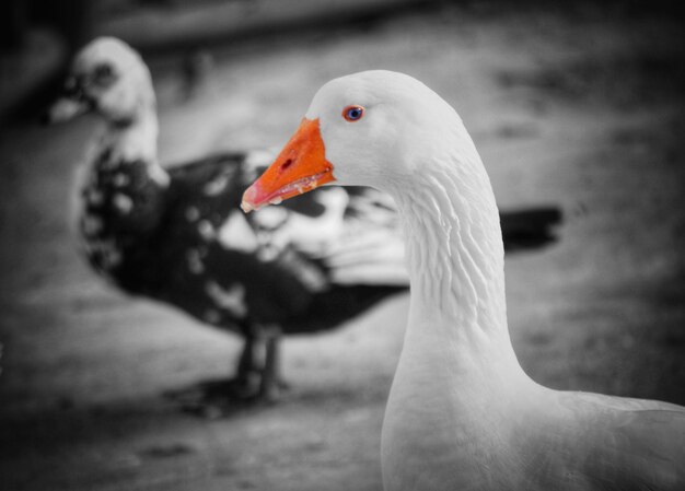 Close-up of swan