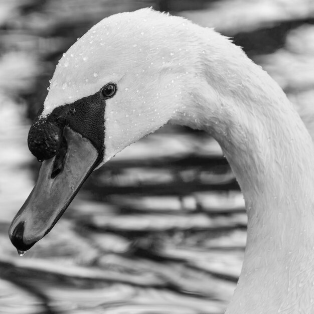 Foto un primo piano di un cigno