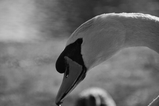 Close-up of swan