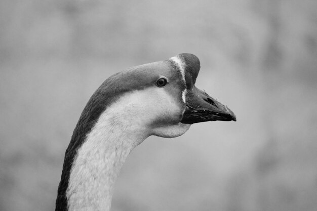 Foto prossimo piano del cigno