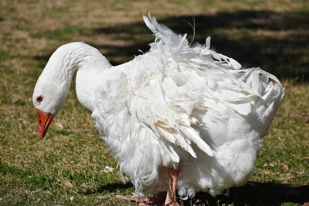 Close-up of swan