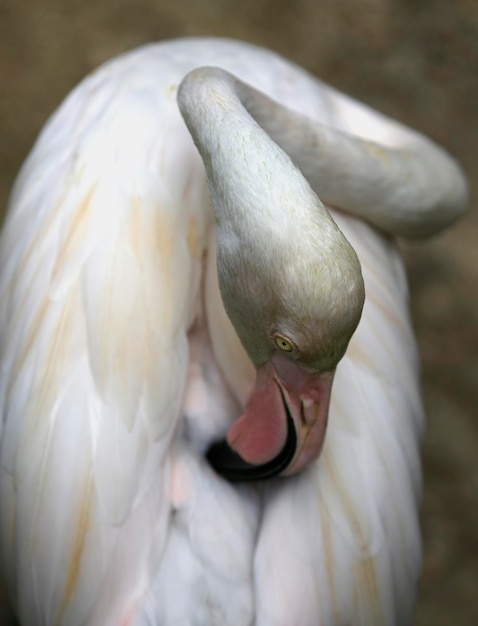 Photo close-up of swan