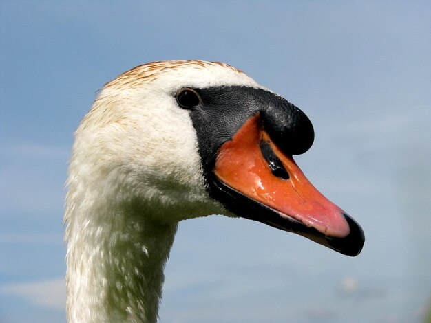 Foto prossimo piano del cigno