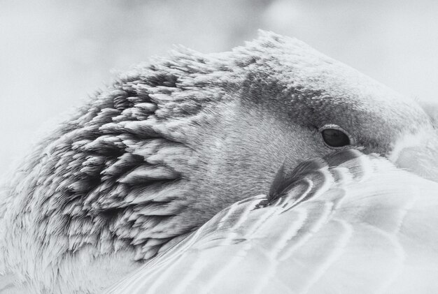 Photo close-up of swan