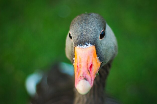 Photo close-up of swan