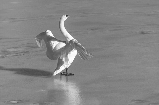 Foto prossimo piano del cigno