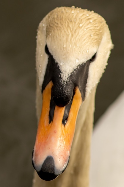 Foto prossimo piano del cigno