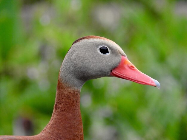 Photo close-up of swan