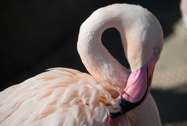 Foto prossimo piano del cigno