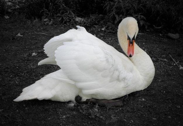 Foto prossimo piano del cigno