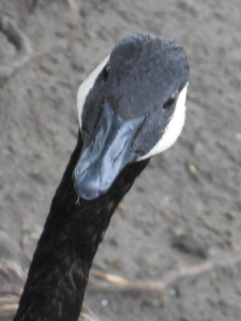 Foto prossimo piano del cigno