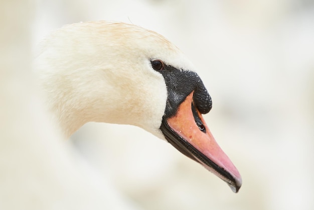 Foto prossimo piano del cigno