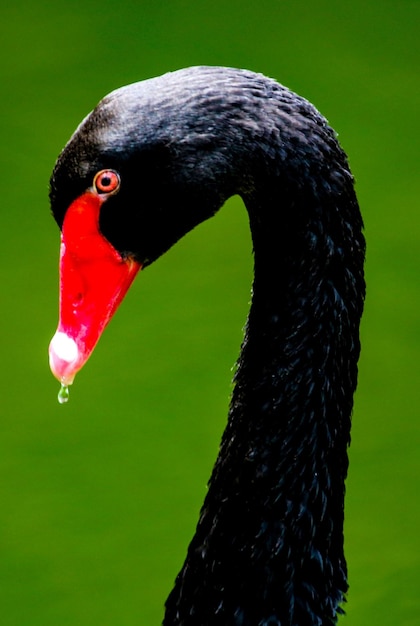 Foto prossimo piano del cigno