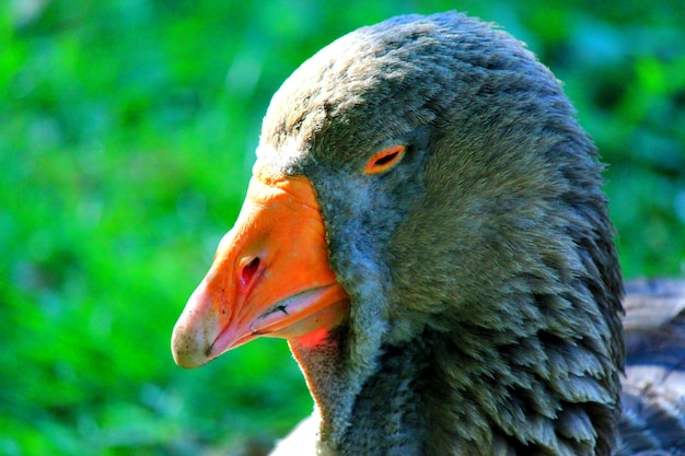 Photo close-up of swan