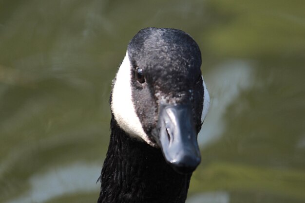 Photo close-up of swan