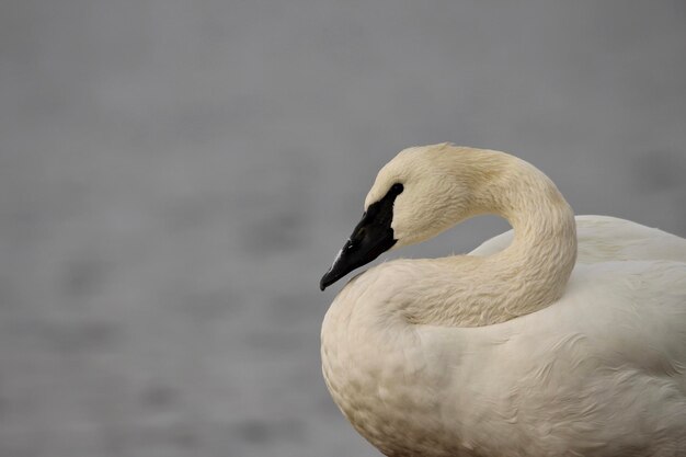 Close-up of swan