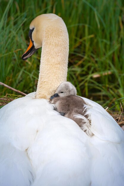 Foto un primo piano di un cigno.