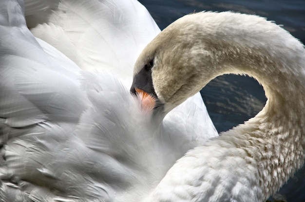 Photo close-up of swan