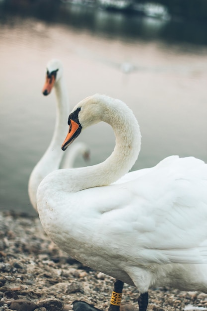 close-up of swans by lake