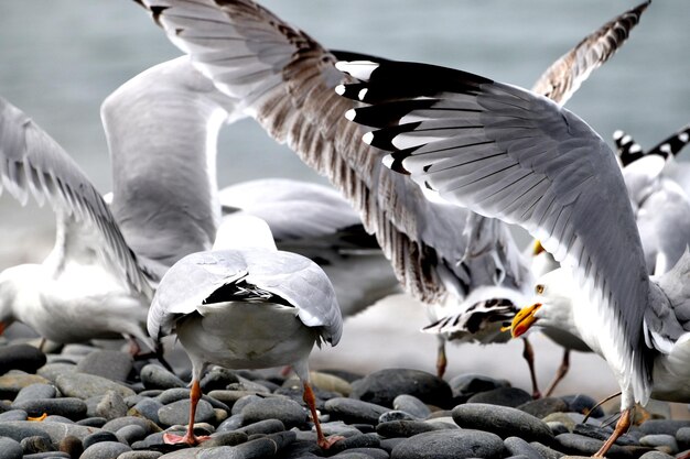 Photo close-up of swans flying over lake