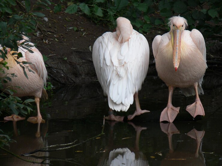 Photo 湖上の天<unk>のクローズアップ