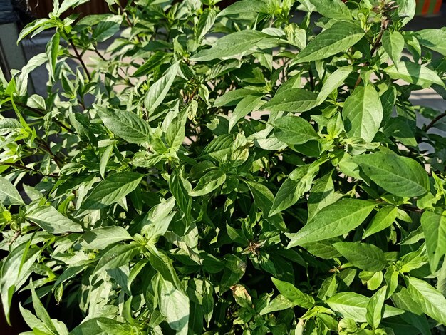 Photo close up of sweet basil plant