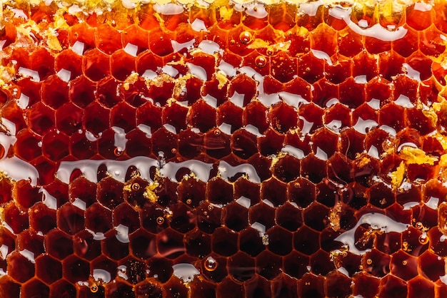 Close up of sweet golden honeycomb background