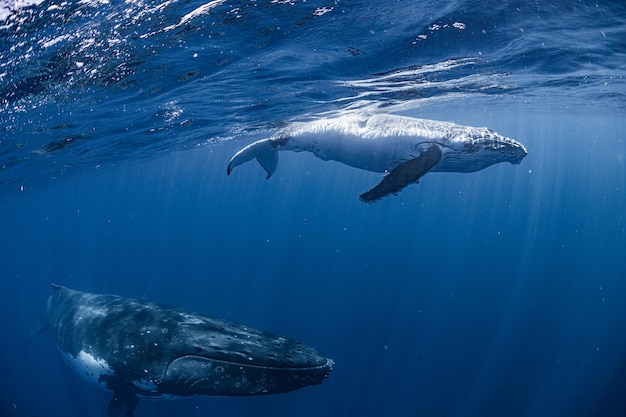 close-up of swimming in sea