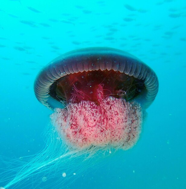 Foto prossimo piano di nuoto sott'acqua