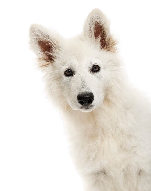 Close-up of a Swiss Shepherd Dog puppy looking at the camera isolated on white