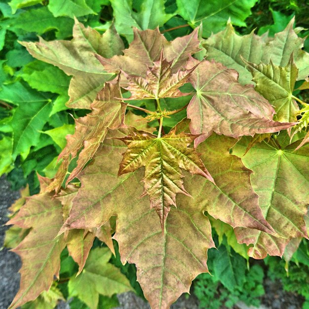 Close-up of sycamore leaves