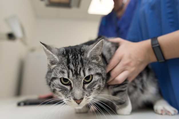 Photo close-up of tabby cat at home