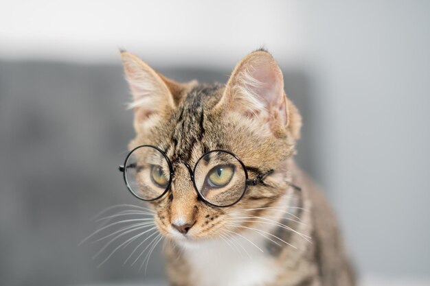 Photo close up tabby cat with glasses looks at the camera high quality photo