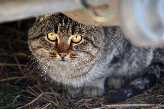 Photo close-up of tabby cat