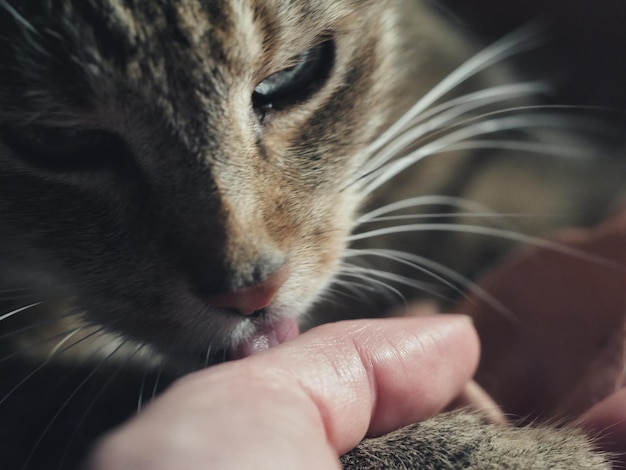 Photo close-up of tabby cat