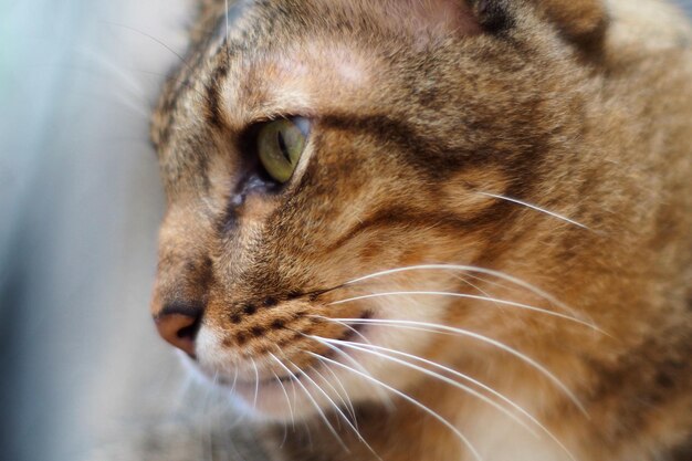 Primo piano gatto soriano