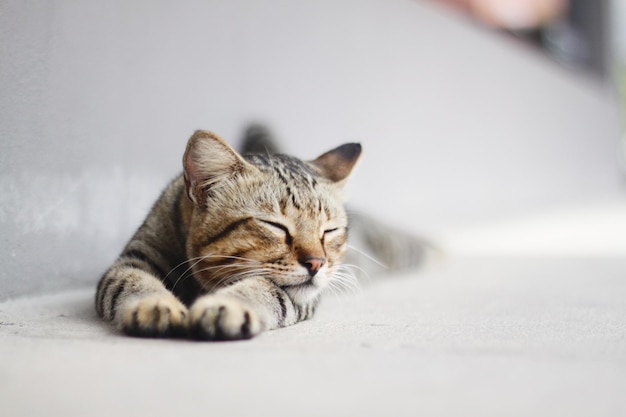 Close-up of tabby lying down