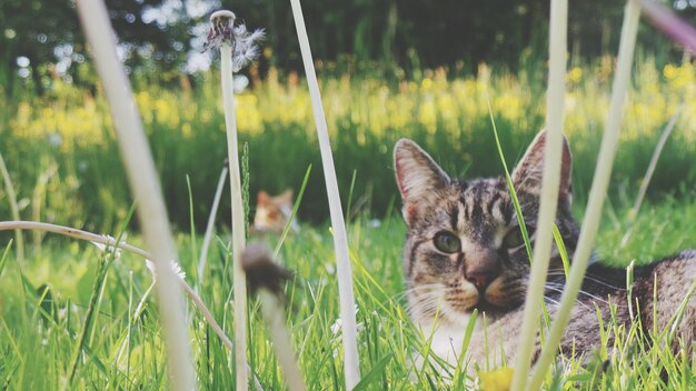 Close-up of tabby resting on grassy field