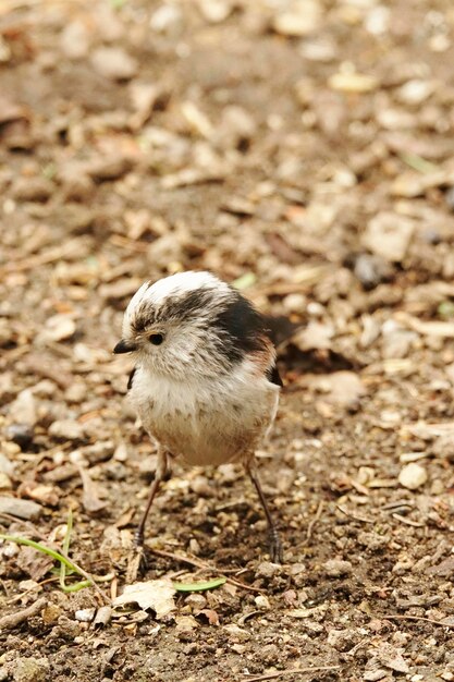 Photo close-up of tail tit on field