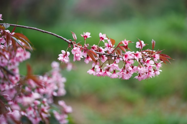 Close-up tak met roze sakura bloesems