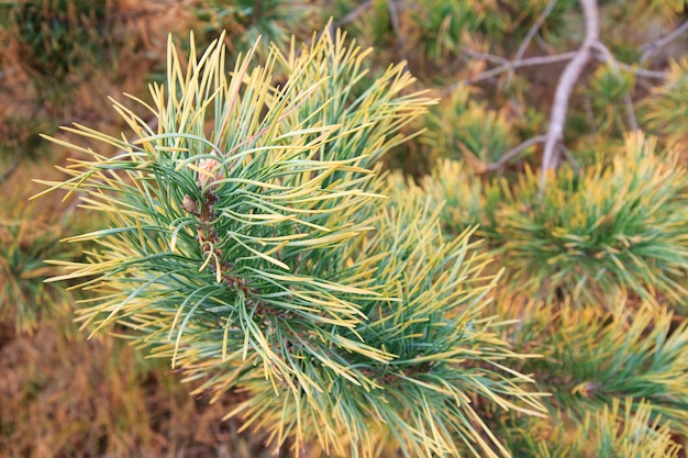 Close-up takken van dennenboom in een bos met onscherpe achtergrond.